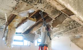 Why You Should Choose Our Mold Remediation Services in (206) 803-13630